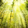 Living with Gratitude Living with Gratitude
